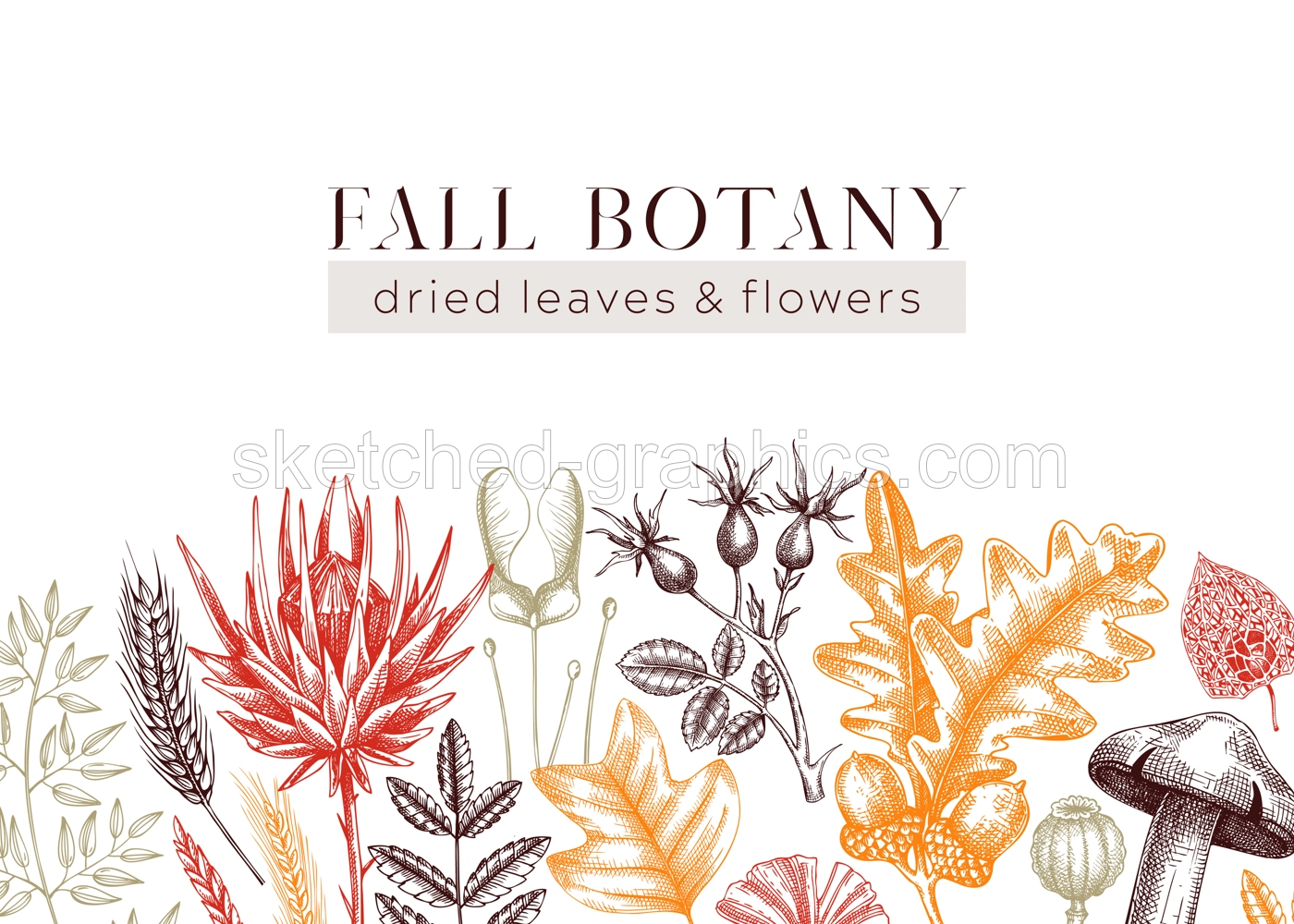 Autumn background in color. Fallen leaves and dried flowers banner. Botanical border template. Hand-drawn dried herbs, fall leaves, mushrooms, and fruit illustration. Thanksgiving background. Illustration